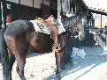 1-karisham6.gif
