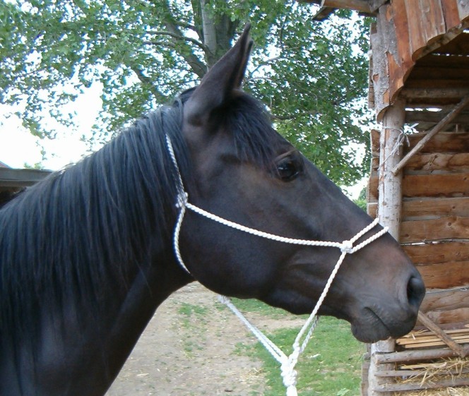 karisham7.jpg